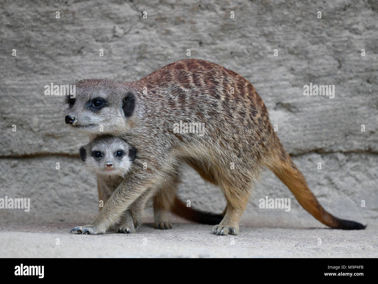 6 Wochen High Resolution Stock Photography and Images - Alamy