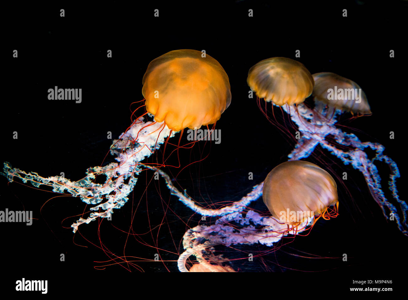 Multiple Compass jellyfish (Chrysaora hysoscella), black background, captive Stock Photo