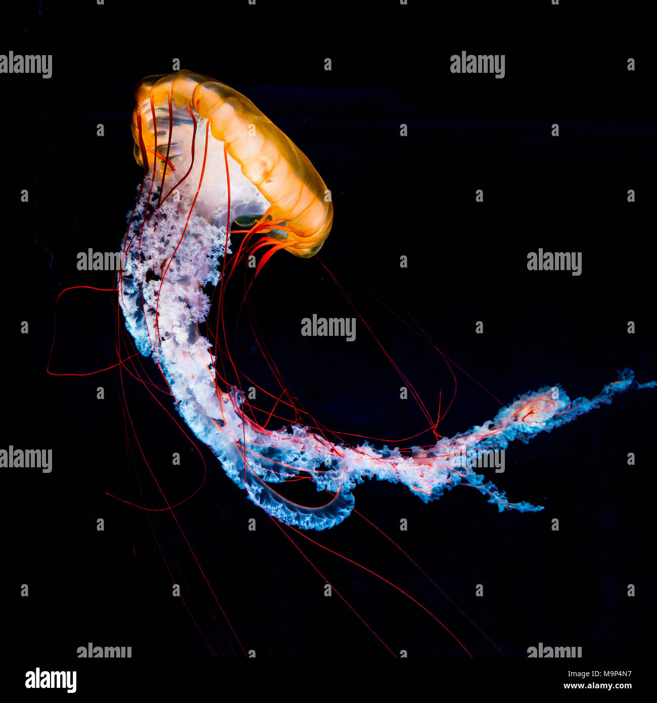 Compass jellyfish (Chrysaora hysoscella), black background, captive Stock Photo