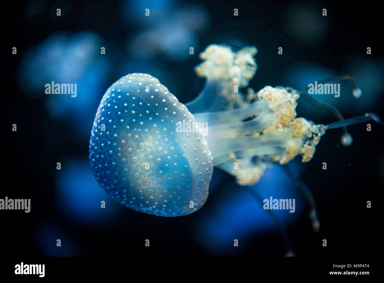 White-spotted Jellyfish (Phyllorhiza punctata), black background, captive Stock Photo