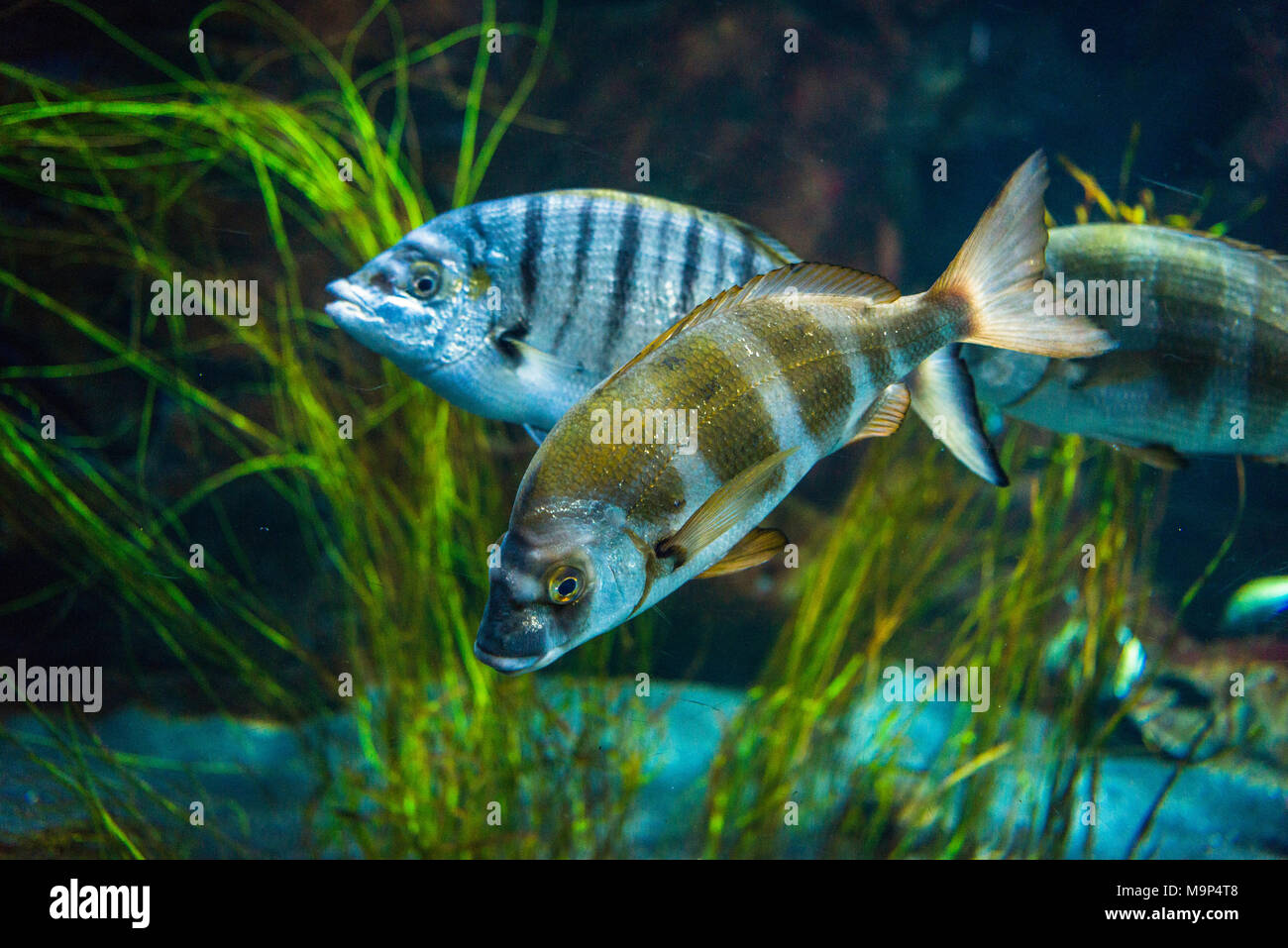 Zebra seabream (Diplodus cervinus) and sand steenbras (Lithognathus mormyrus) in an aquarium, captive Stock Photo
