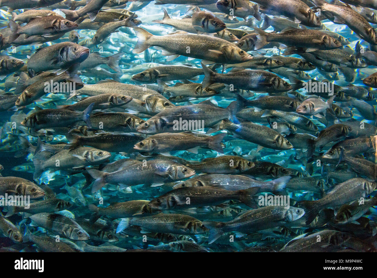 Fish swarm, Moronidae, European basses (Dicentrarchus labrax) in aquarium, captive Stock Photo
