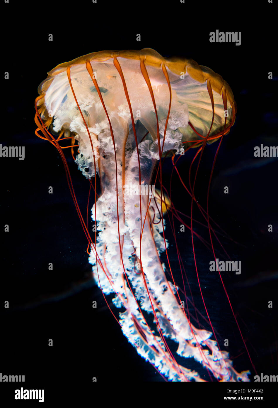 Compass jellyfish (Chrysaora hysoscella), black background, captive Stock Photo
