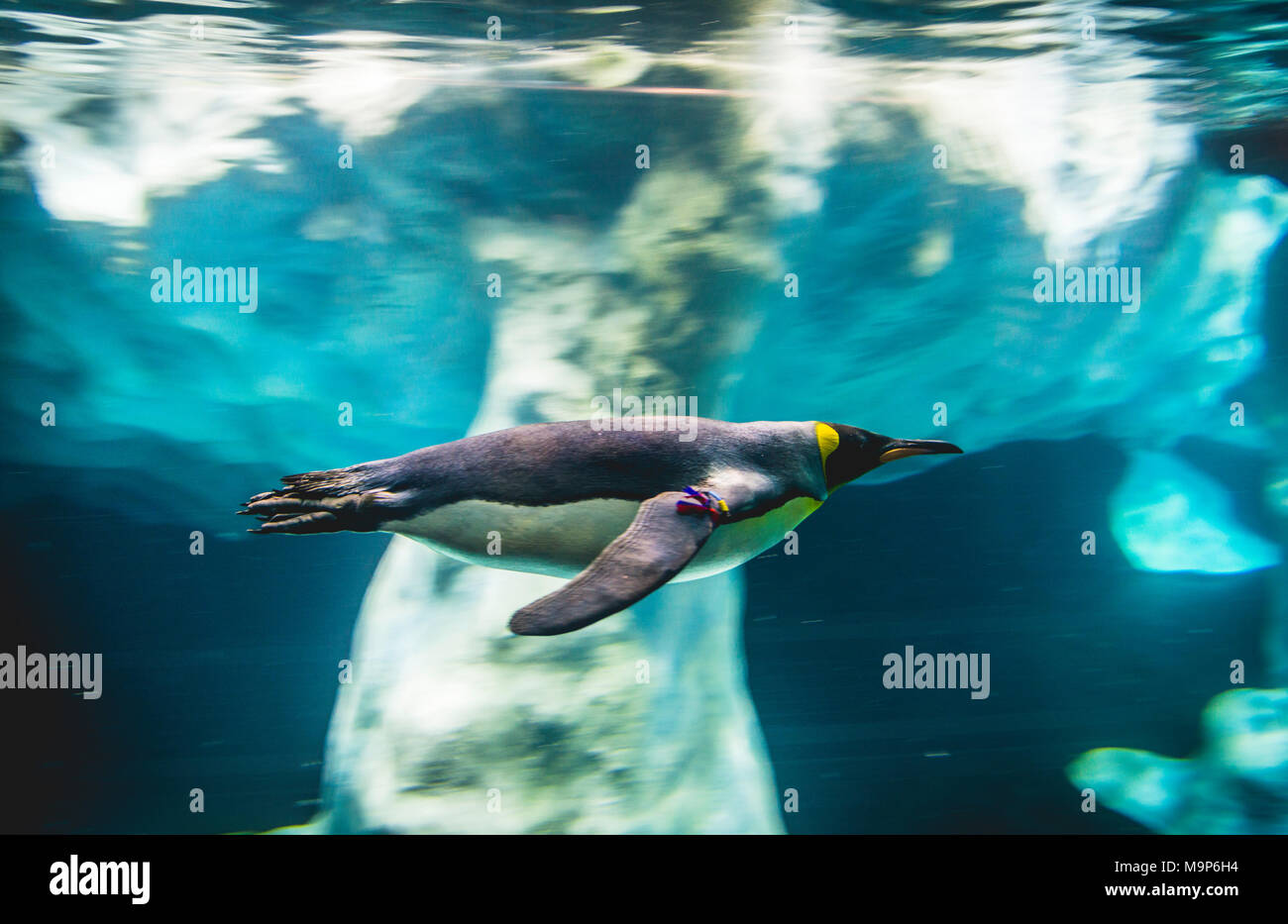King penguin (Aptenodytes patagonicus) dives, swims underwater, underwater photo, penguinarium planet Penguin, Loro Parque, Tenerife Zoo, Puerto de Stock Photo