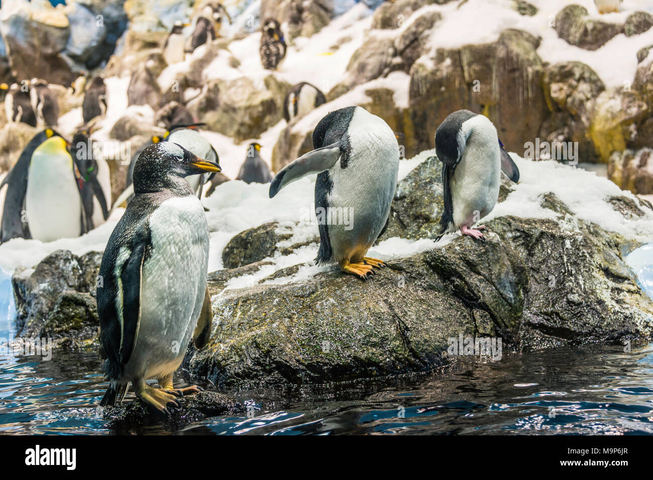Penguins (Sphenisciformes), captive, Penguinarium Planet Penguin, Loro Parque, Tenerife Zoo, Puerto de la Cruz, Tenerife, Canary Islands, Spain Stock Photo