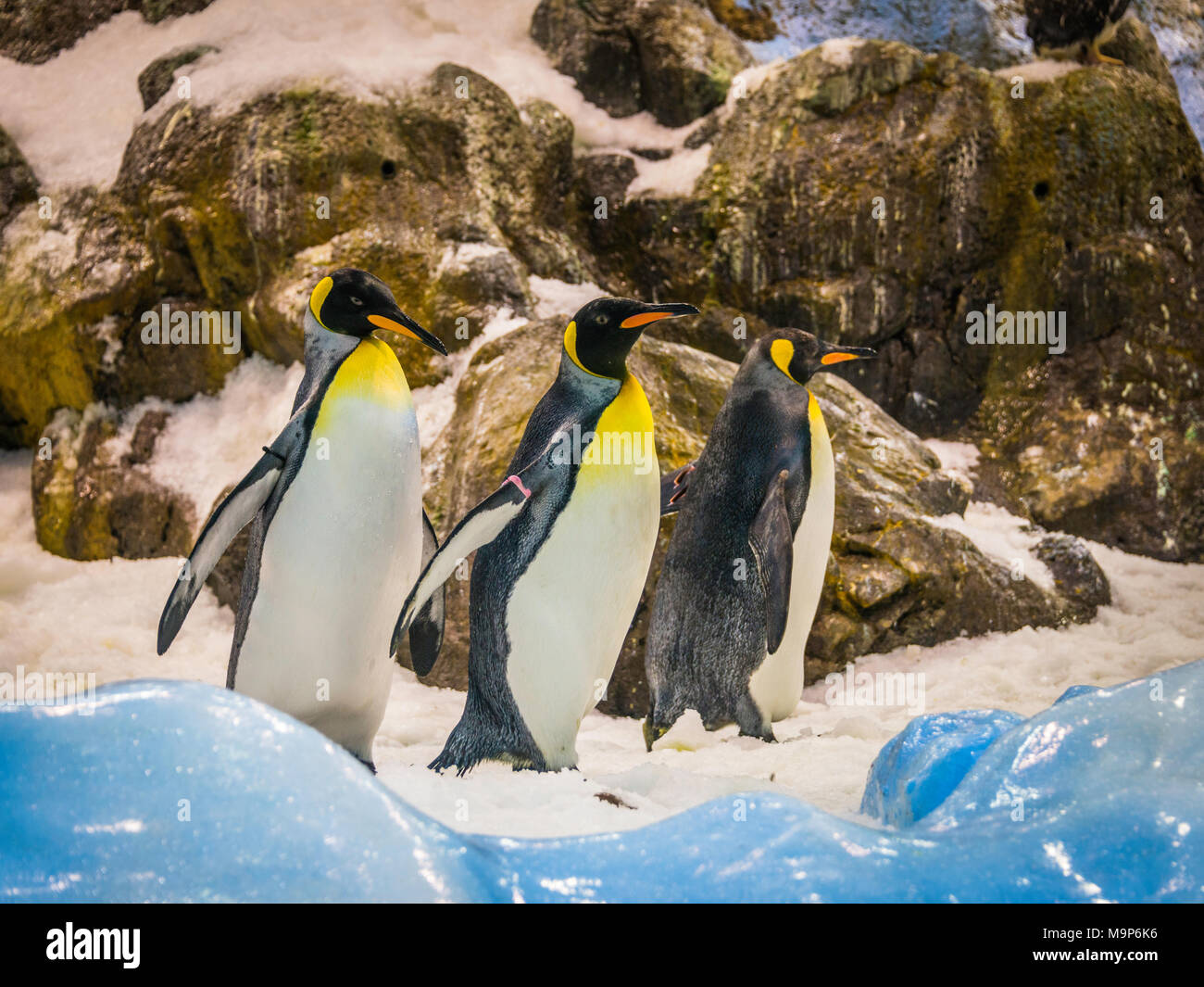 King penguins (Aptenodytes patagonicus), captive, Penguinarium Planet Penguin, Loro Parque, Tenerife Zoo, Puerto de la Cruz, Tenerife, Canary Stock Photo