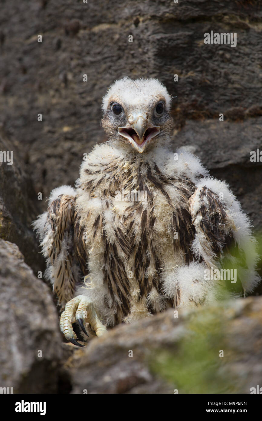 Peregrine falcon (Falco peregrinus), chick with down, North Rhine-Westphalia, Germany Stock Photo