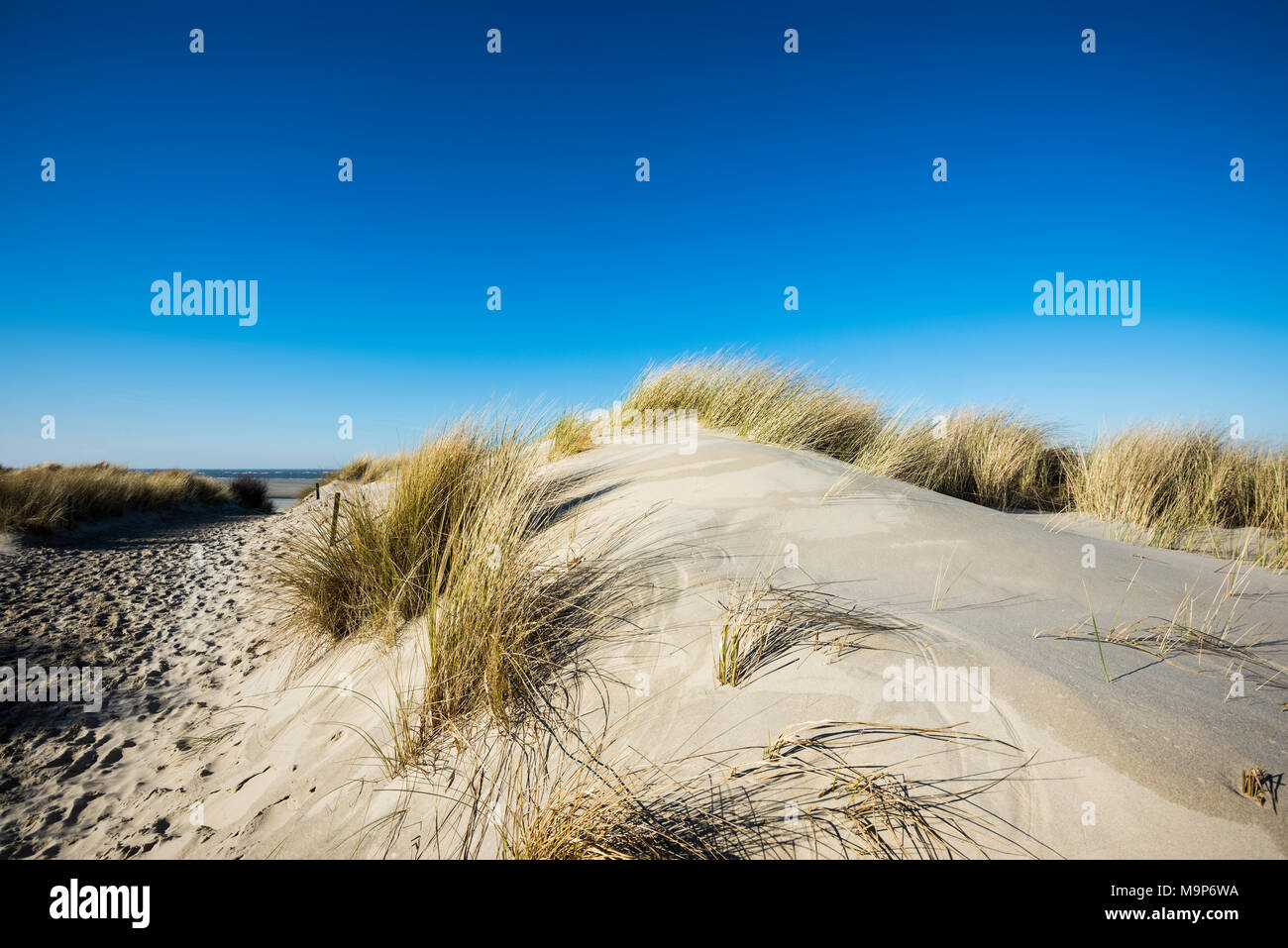 Trail in the dunes, East Frisian Islands, Spiekeroog, Lower Saxony, Germany Stock Photo