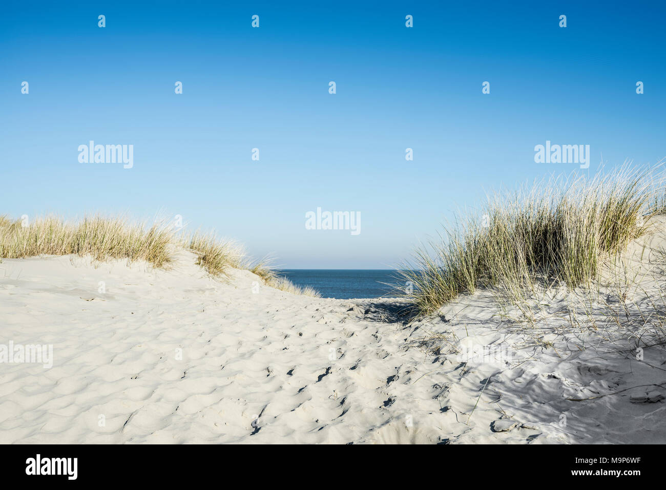 Trail to the beach through dunes, East Frisian Islands, Spiekeroog, Lower Saxony, Germany Stock Photo