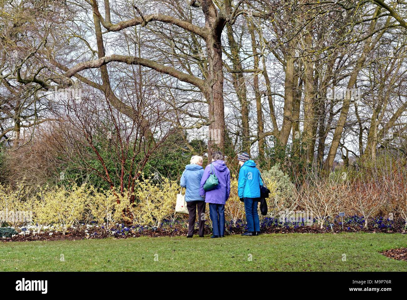 Three elderly ladies looking at winter flowering shrubs in the Royal Horticultural Gardens, Wisley Surrey England UK Stock Photo