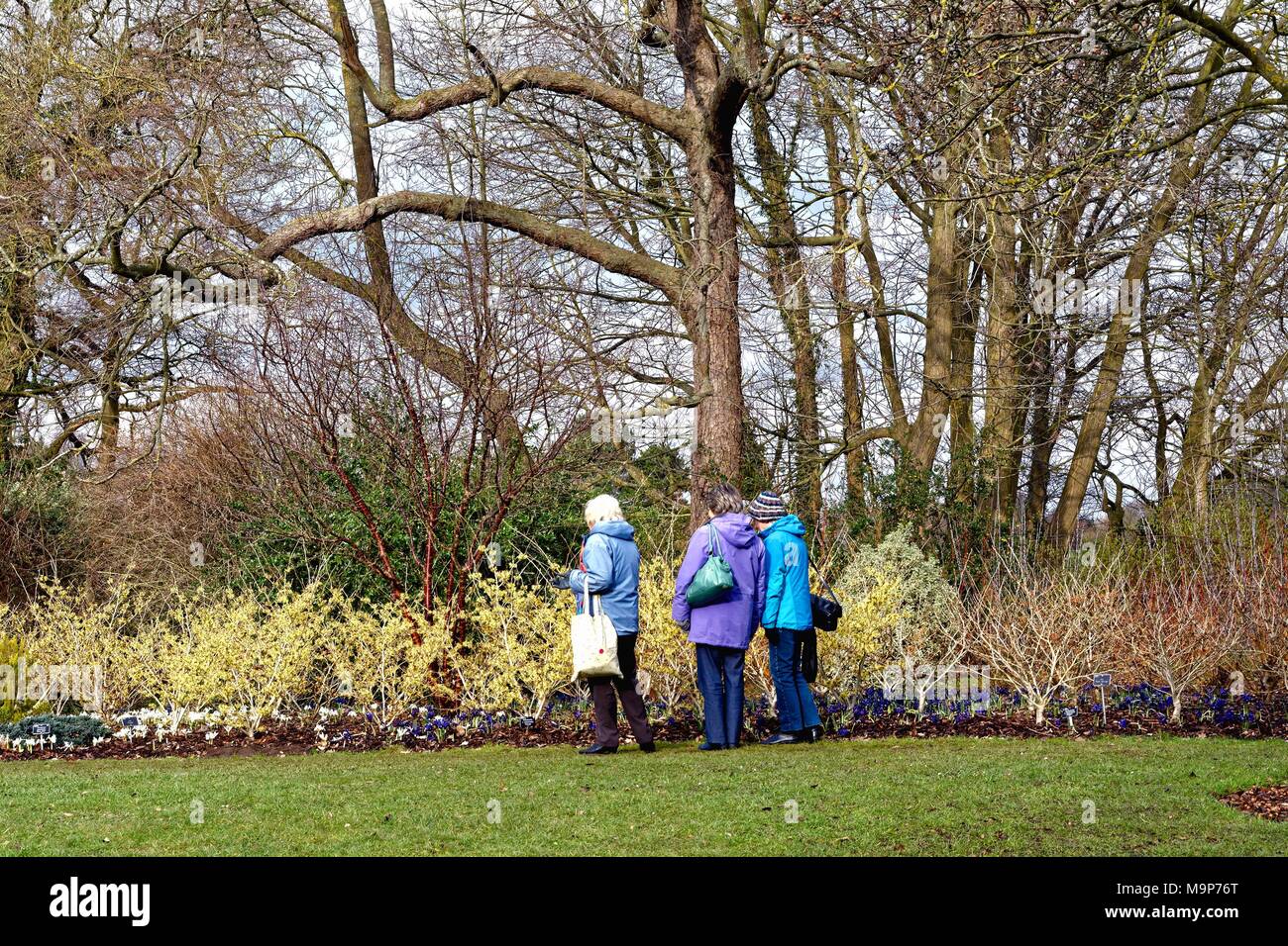 Three elderly ladies looking at winter flowering shrubs in the Royal Horticultural Gardens, Wisley Surrey England UK Stock Photo