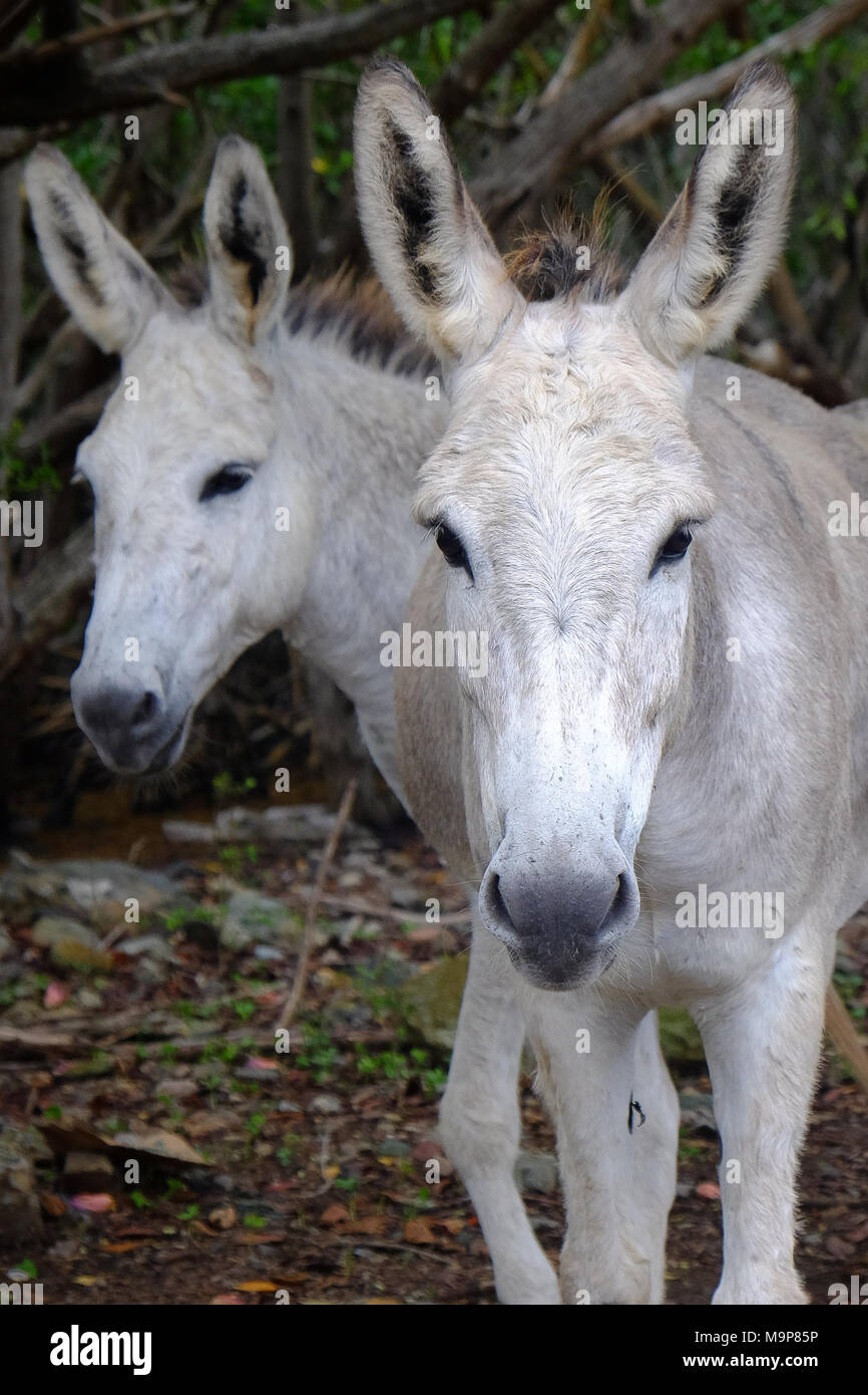 Friendly wild donkeys roam free on the island of St. John in the US