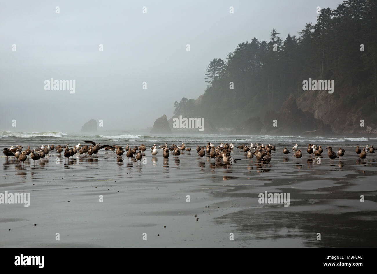 WA13947-00...WASHINGTON - Sea gulls on Ruby Beach on a foggy day on the Pacific Coast in Olympic National Park. Stock Photo