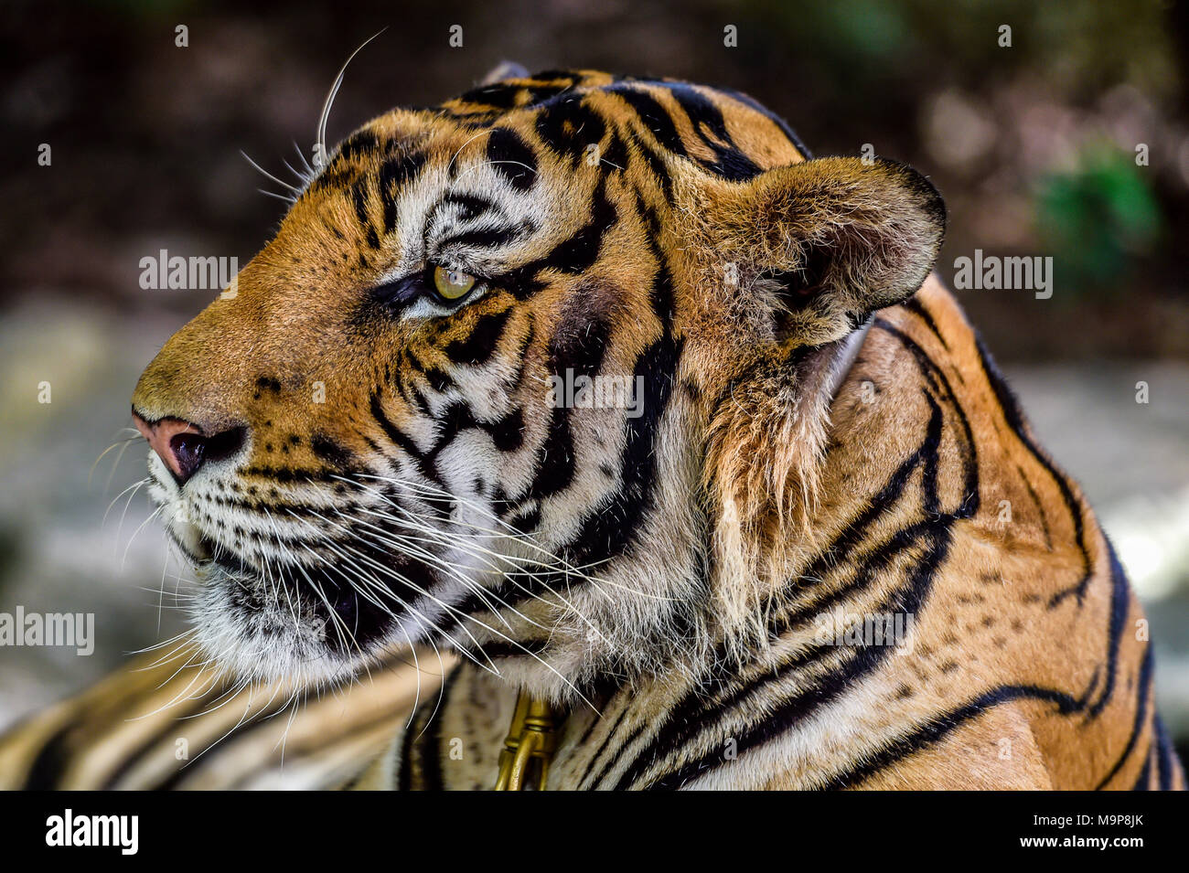 Tiger (Panthera tigris), captive, animal portrait, Pattaya, Thailand Stock Photo