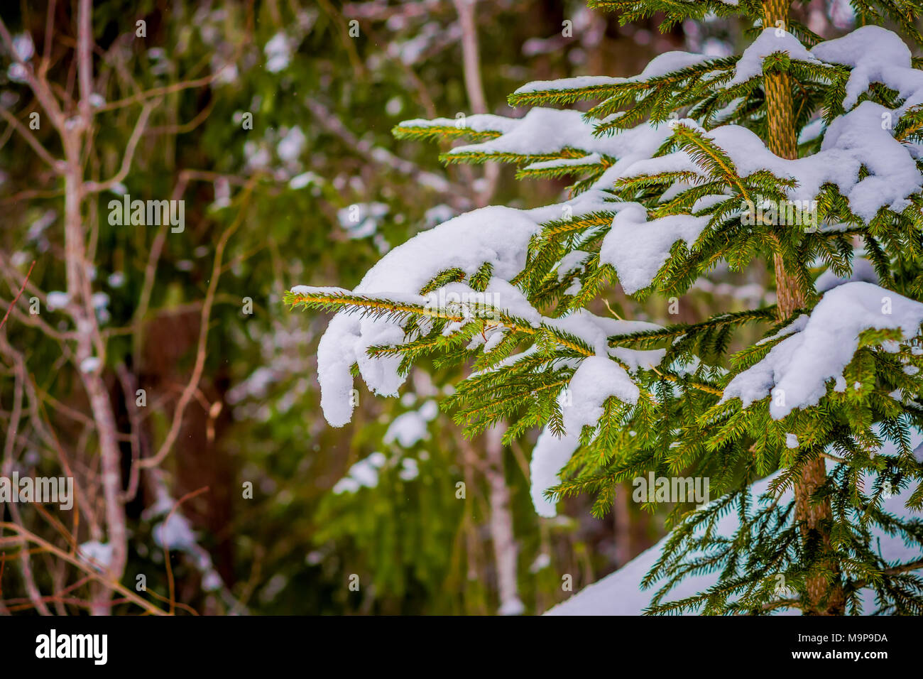 Close up of green branches of pine covered with snow inside the pine forest in Norway Stock Photo