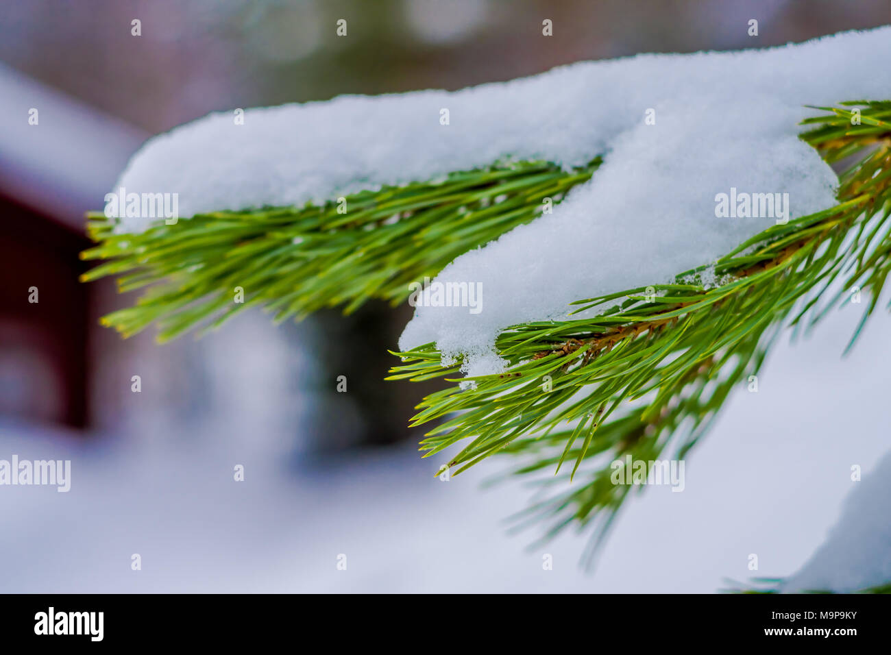 Close up of selective focus of green branches of pine covered with snow inside the pine forest in Norway Stock Photo