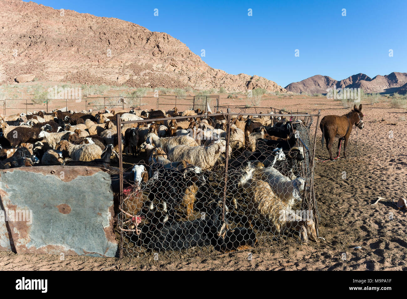 Stock breading of goat and sheep in the Wadi Rum. The Valley of the Moon, is a valley cut into the sandstone and granite rock in southern Jordan. Stock Photo