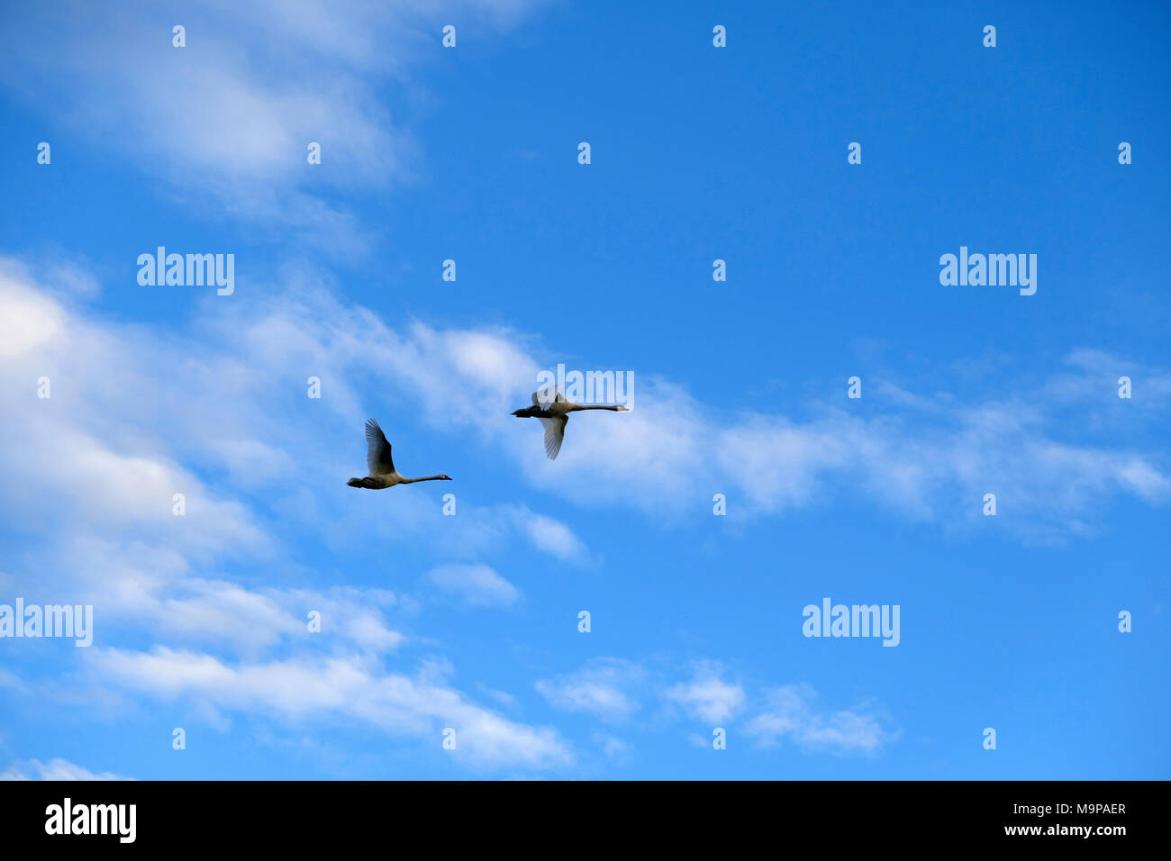 Flying swans in front of the sky with small clouds, Upper Bavaria, Bavaria, Germany Stock Photo