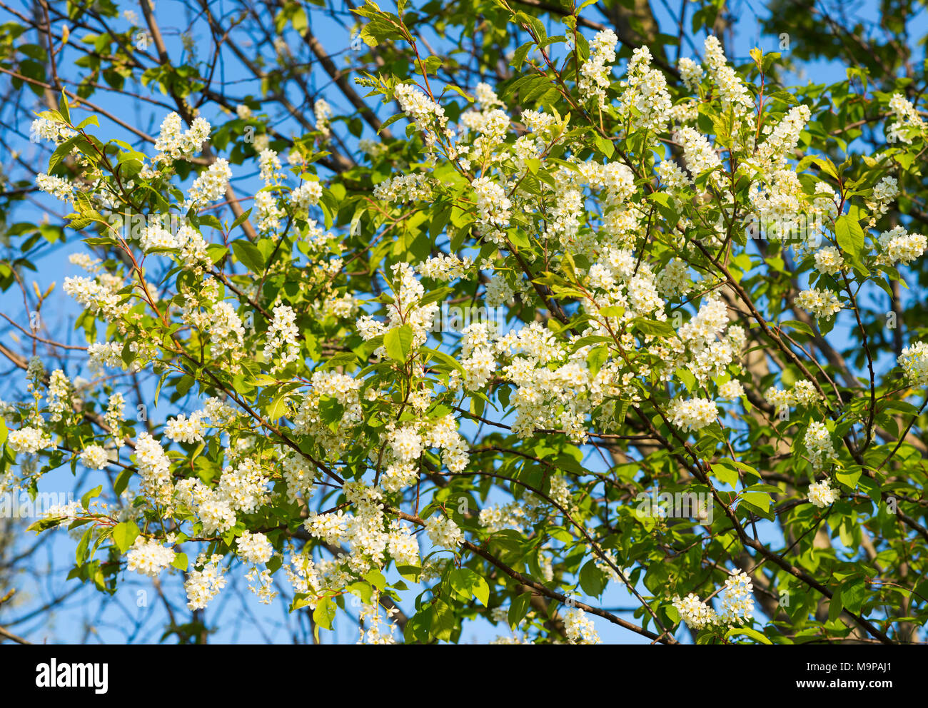 European Bird Cherry (Prunus padus), flowering, Thuringia, Germany Stock Photo