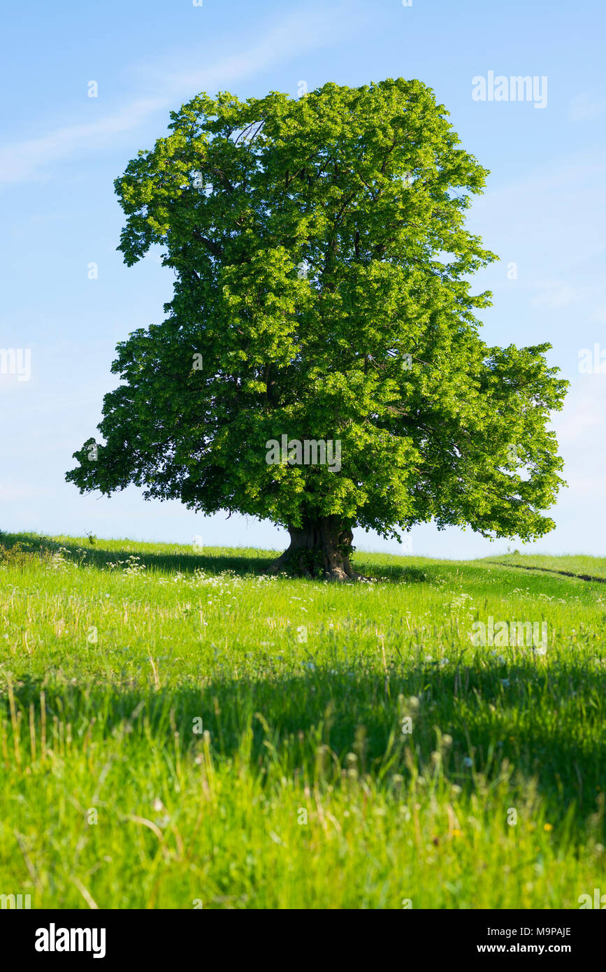 400 years old large-leaved linden (Tilia platyphyllos) in green meadow, solitary tree, Thuringia, Germany Stock Photo