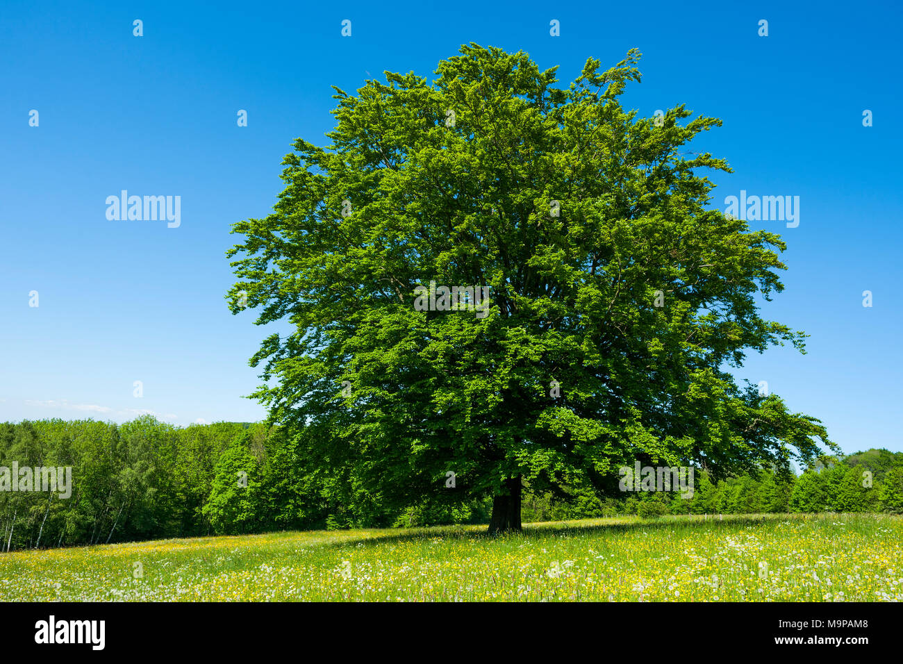 Common beech (Fagus sylvatica) stands in blossoming meadow, Biosphere Reserve Rhön, Hesse, Germany Stock Photo