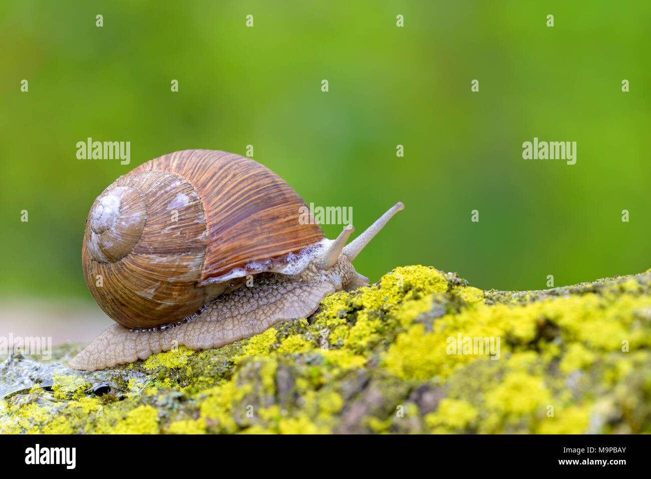 Burgundy snail (Helix pomatia) crawls over yellow lichens, North Rhine-Westphalia, Germany Stock Photo