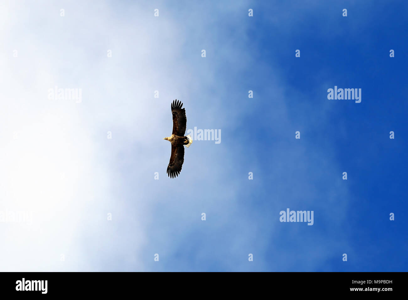White tailed sea eagle, Haliaeetus albicilla soaring on the beautiful sky in South of Finland. Stock Photo
