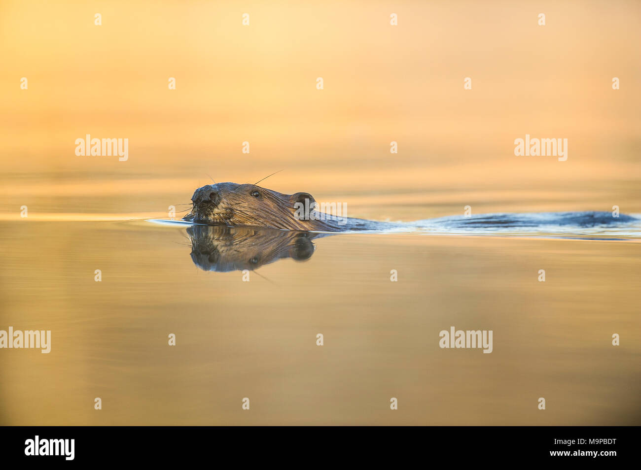 Beaver (Castor canadensis), MN, USA, by Dominique Braud/Dembinsk Photo Assoc Stock Photo