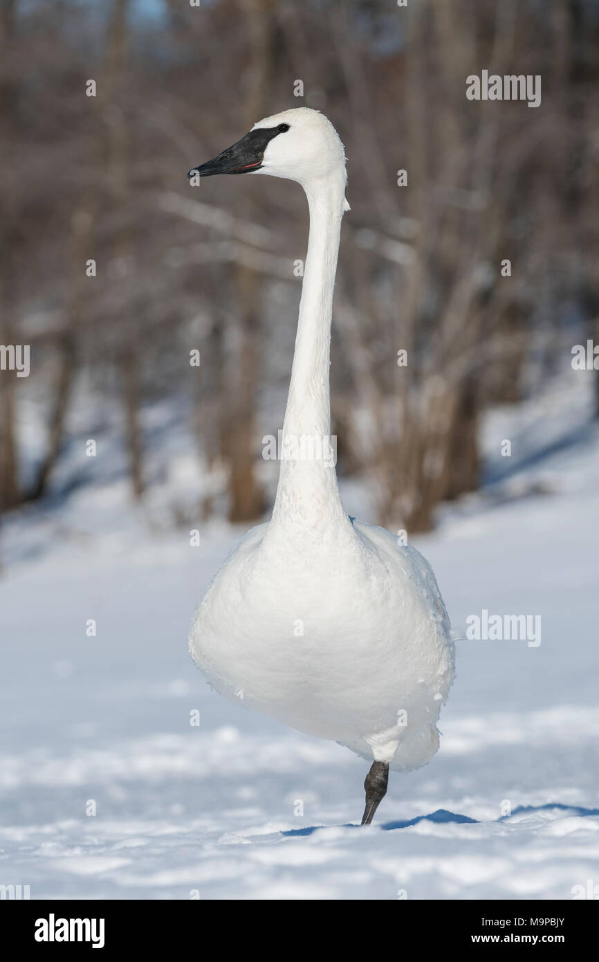 An adult trumpeter swan  (Cygnus buccinator) standing on one leg, St. Croix River,  WI, USA, January, by Dominique Braud/Dembinsky Photo Assoc Stock Photo