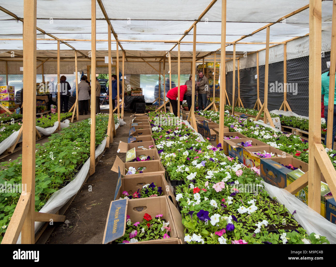 Voronezh, Russia - May 13, 2017: Sale of flower seedlings in a street pavilion at the 'Ptich' market in Voronezh Stock Photo