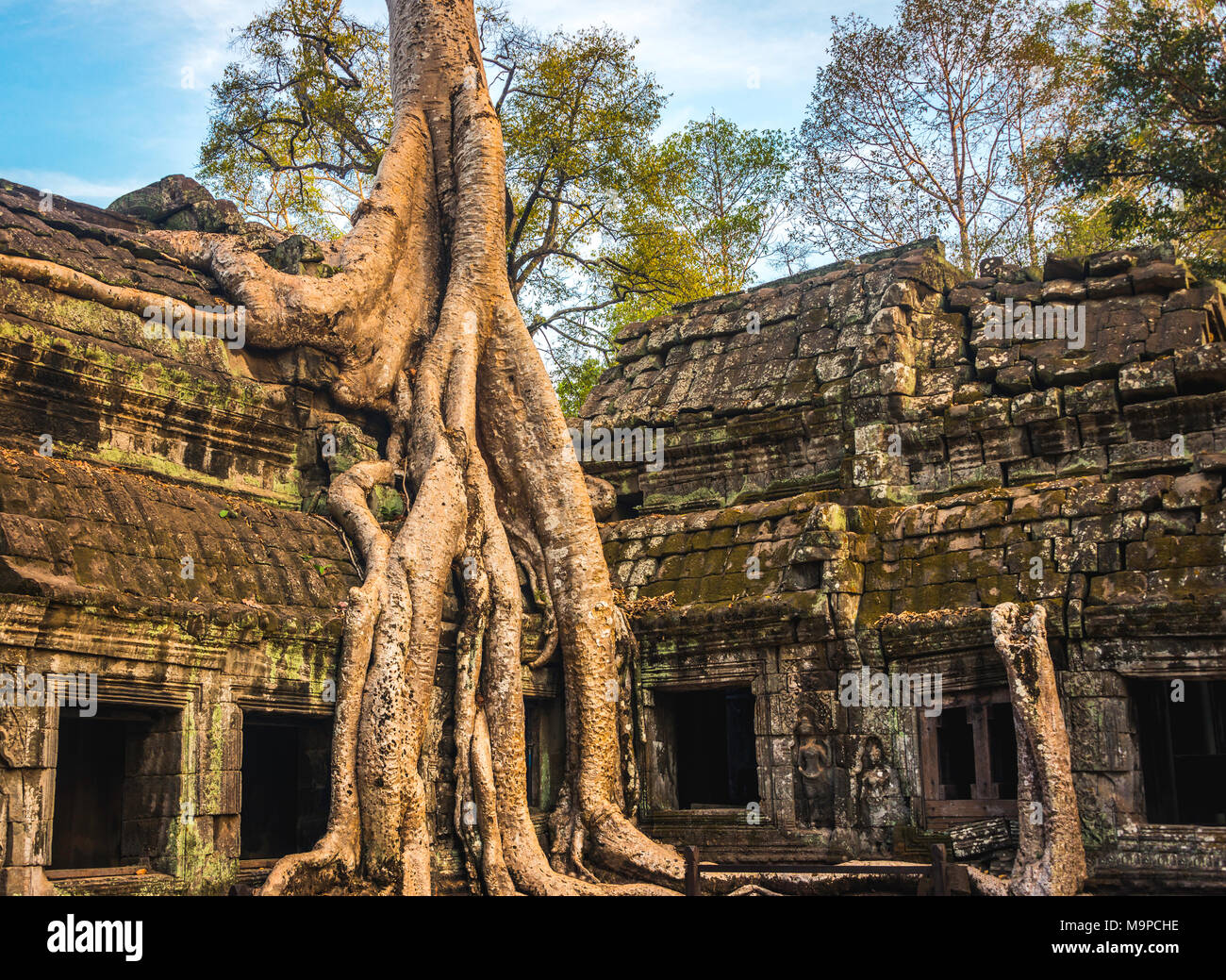 Regrowing Temples Huge roots of a tree (Tetrameles nudiflora) overgrowning ruins of Ta ...