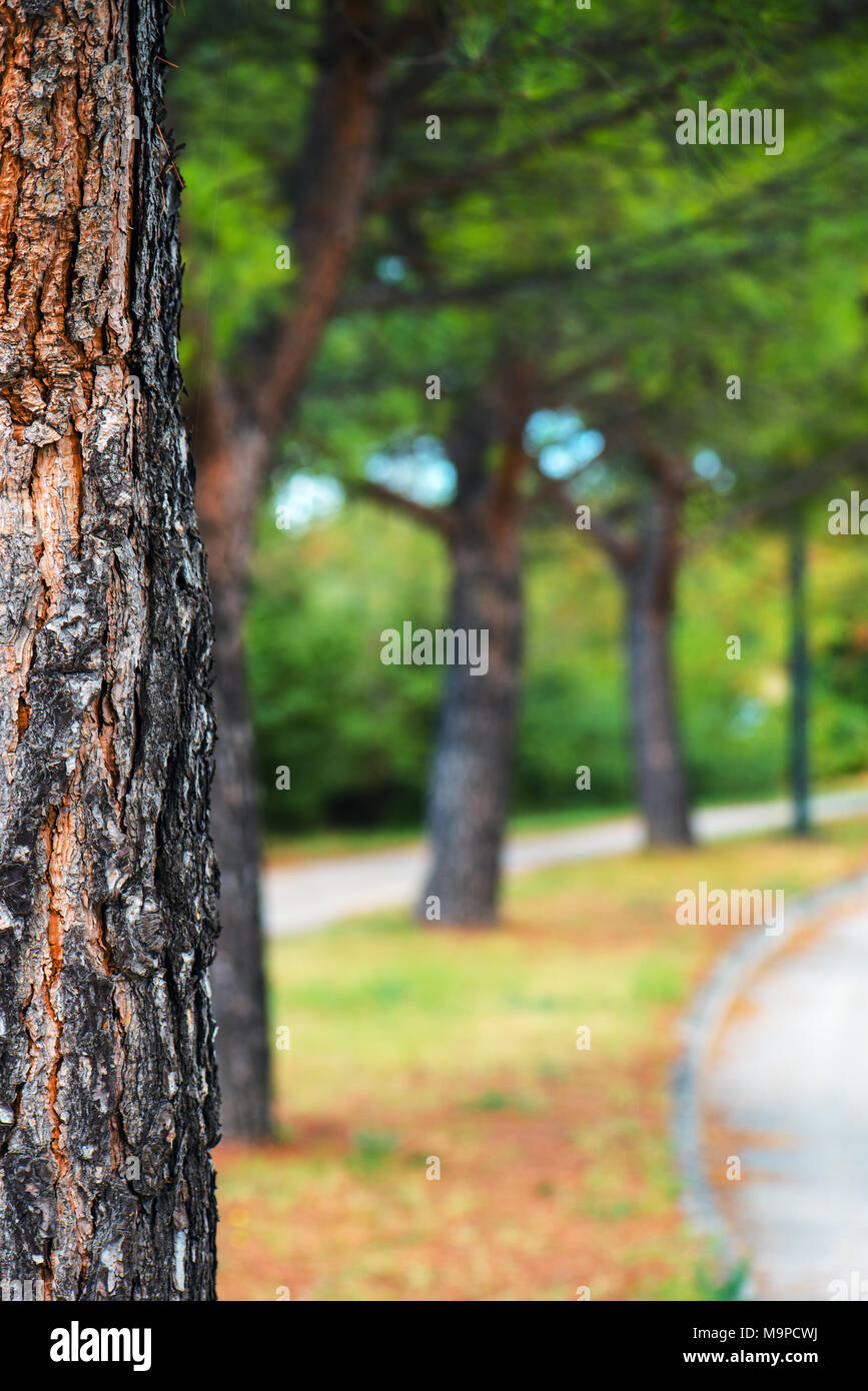 Park tree and defocused blur background, abstract summer and nature  backdrop Stock Photo - Alamy
