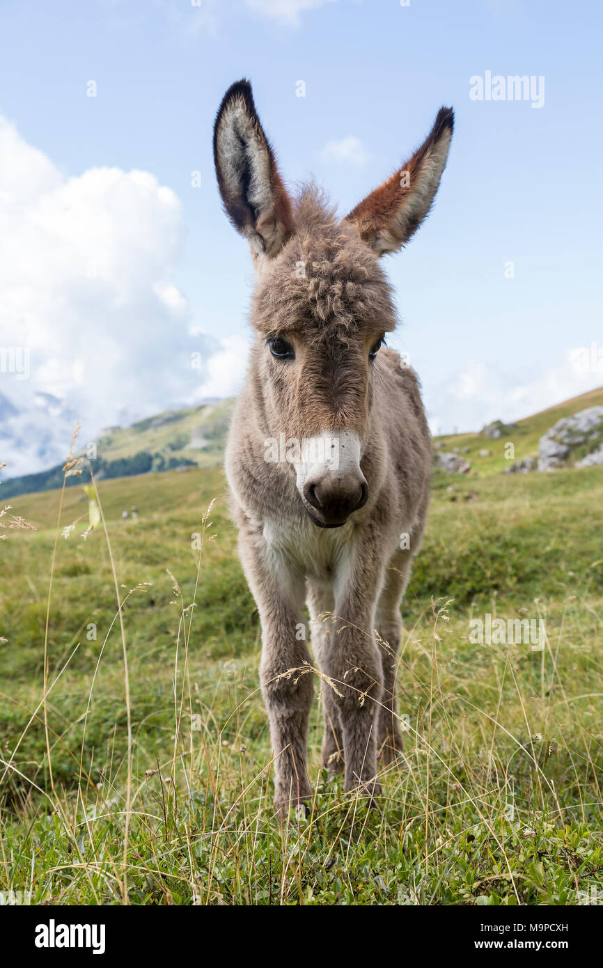 Donkey on alpine meadow, South Tyrolean Alps, Dolomites, South Tyrol Stock Photo