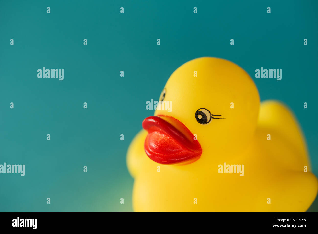 Yellow rubber duck toy on blue background with copy space Stock Photo ...