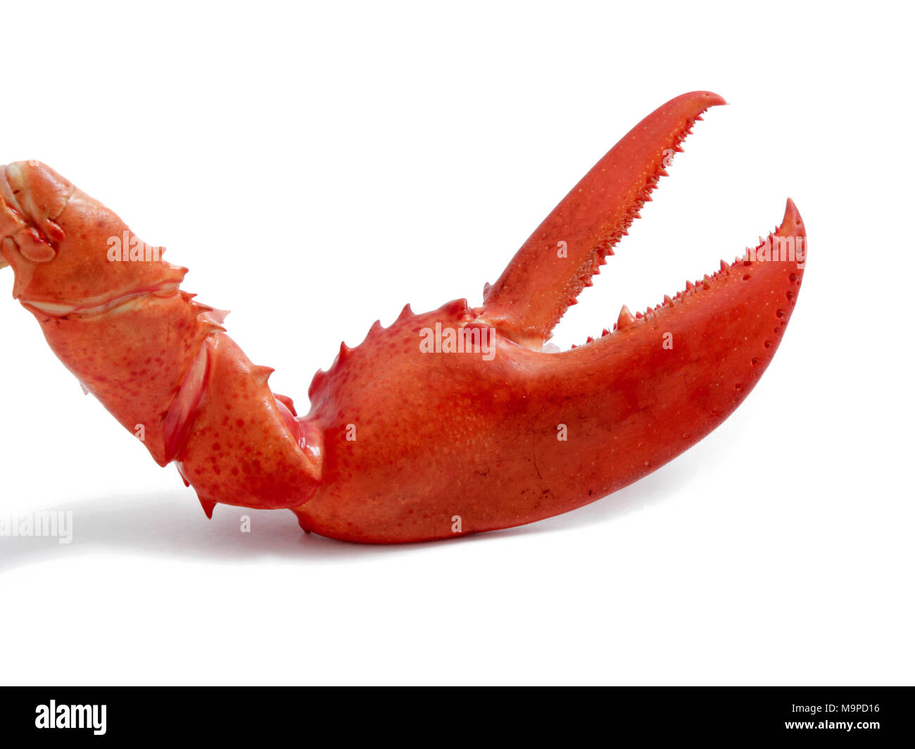 Lobster claw, lateral Stock Photo Alamy