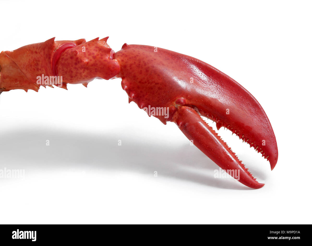 Lobster Claw Lateral Stock Photo Alamy