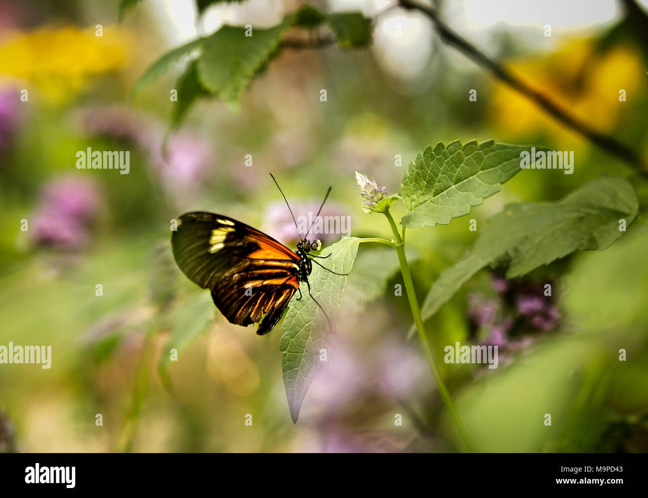 Butterfly exhibition hires stock photography and images Alamy