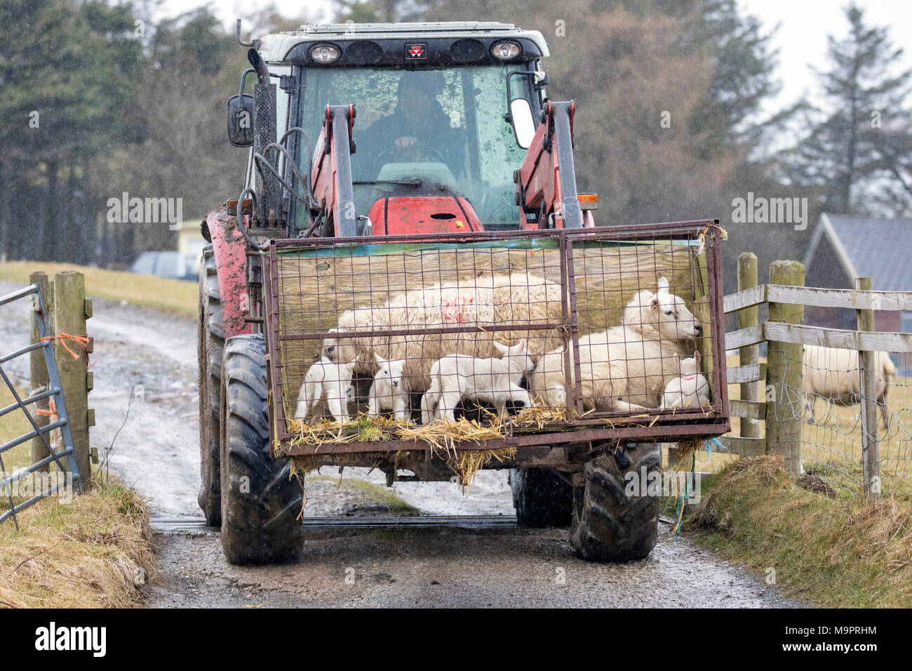 North Wales, UK 28th March 2018, UK Weather:  A further spell of snowfall and colder temperatures hits North Wales with further snow expected in the coming week. A farmer moving sheep as the snow begins on an upland sheep farm near to the town of Denbigh, North Wales  © DGDImages/Alamy Live News Stock Photo