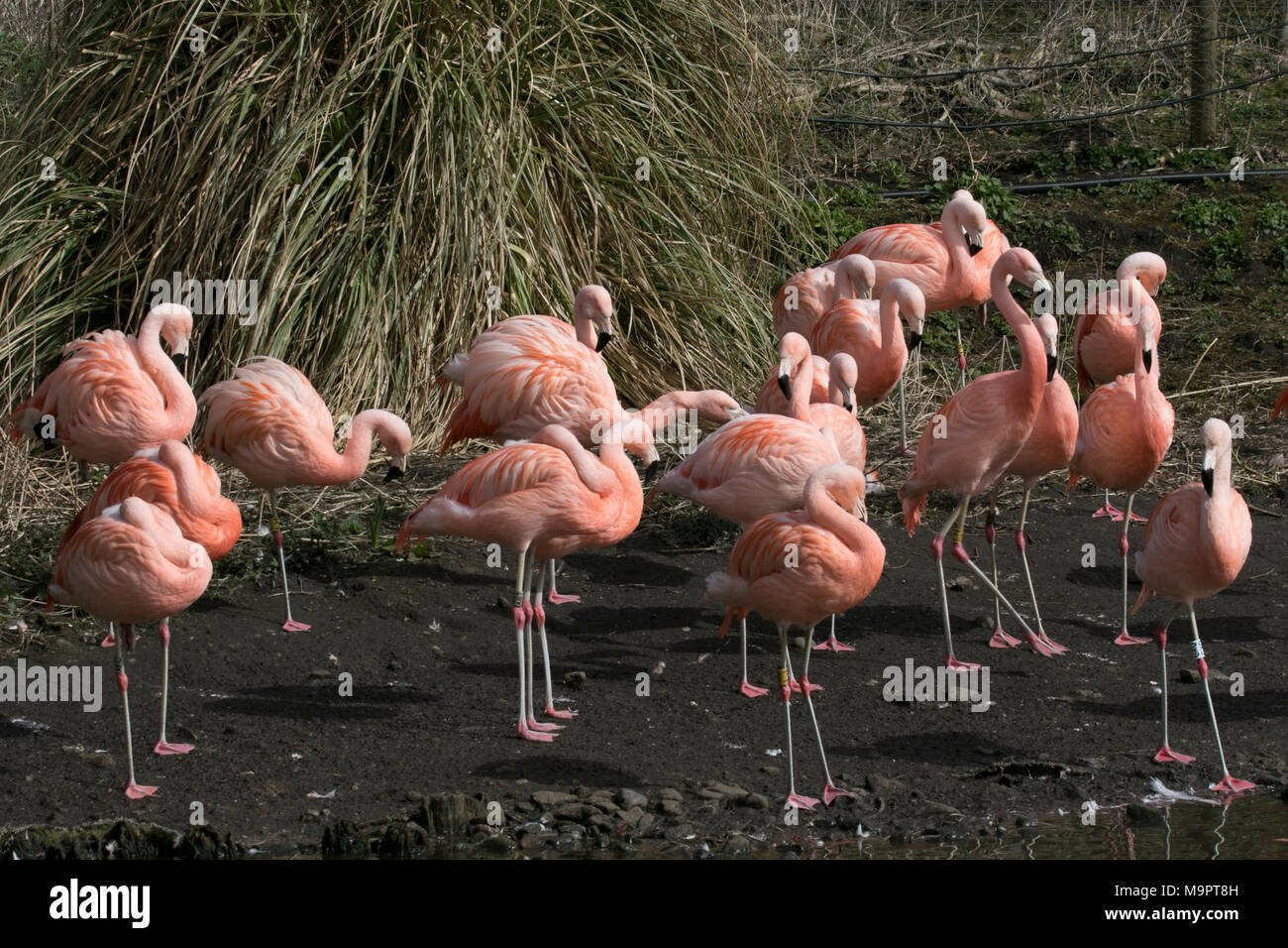 Burscough, Lancashire, UK. 28th March 2018. Uk Weather.  Flamingos in Spring plumage enjoy the sunshine. A sea of bright pink plumage, A colourful species (i.e. those that are not just one shade of pink),  as birds begin to spruce up for spring. Captive flamingos are feed a special diet that includes prawns (a pigmented crustacean) or additives such as beta-carotene or canthaxanthin, otherwise they would be white or pale pink. Credit: MediaWorldImages/AlamyLiveNews Stock Photo