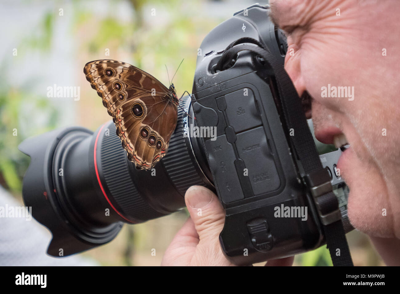 London, UK. 28th March, 2018. Live tropical butterflies fill the butterfly house for the returning ‘Sensational Butterflies’ exhibition at the Natural History Museum © Guy Corbishley/Alamy Live News Stock Photo