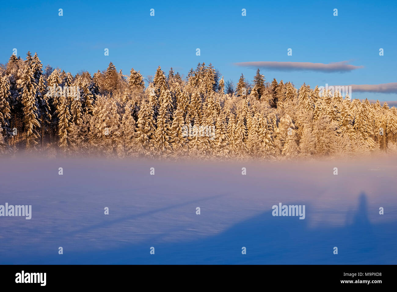 Snowy forest edge in the morning light, Geretsried, Upper Bavaria, Bavaria, Germany Stock Photo