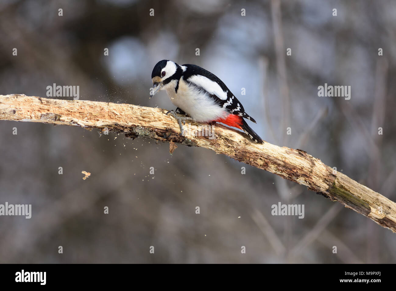The great spotted woodpecker (Dendrocopos major) searches for insects ...