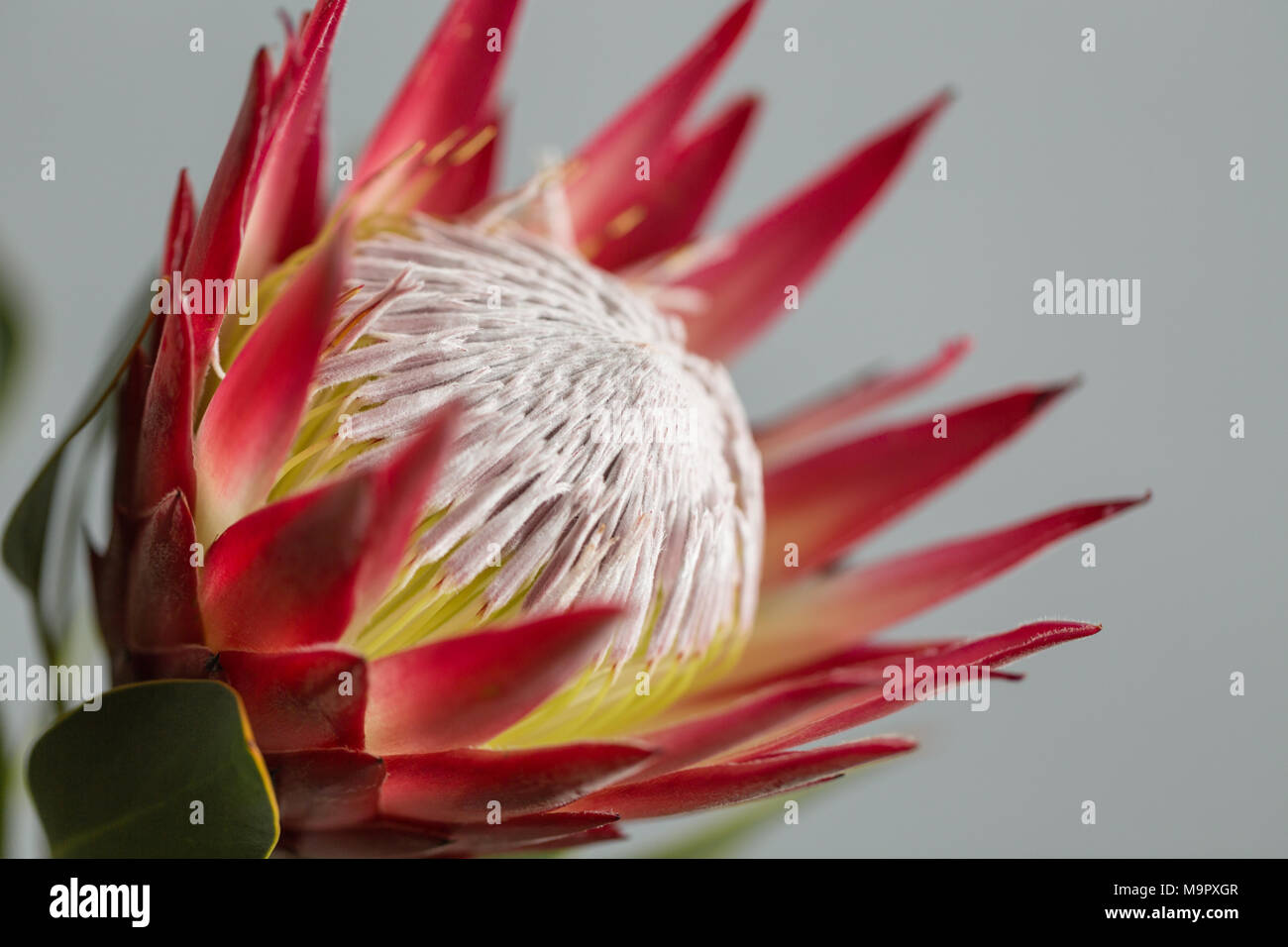 One large flower King Protea. Grows in South Africa. Gray background