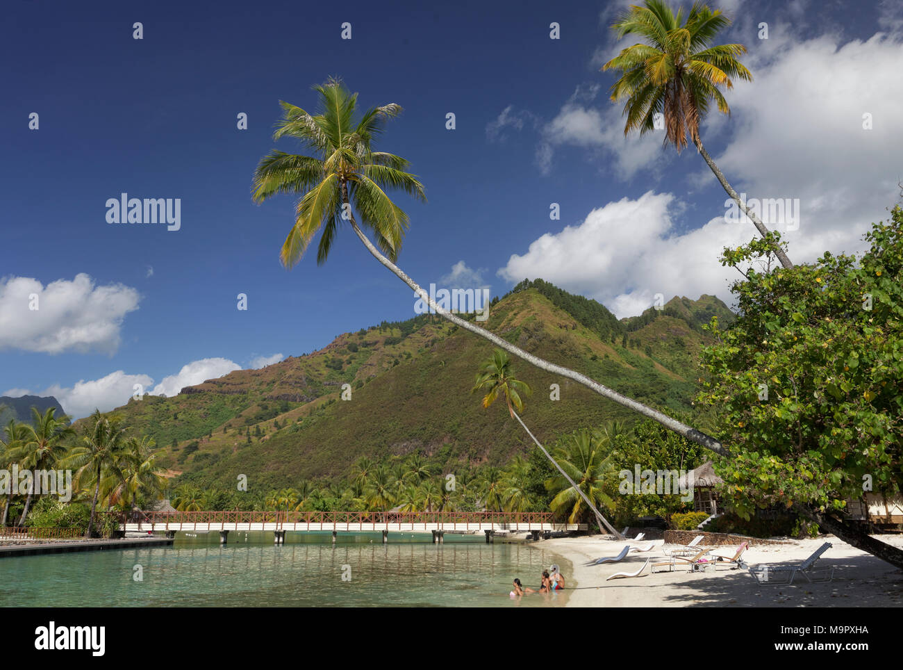 Beach with overhanging palm trees, bridge, green hills, luxury hotel, Interconti Resort, Moorea, society islands Stock Photo