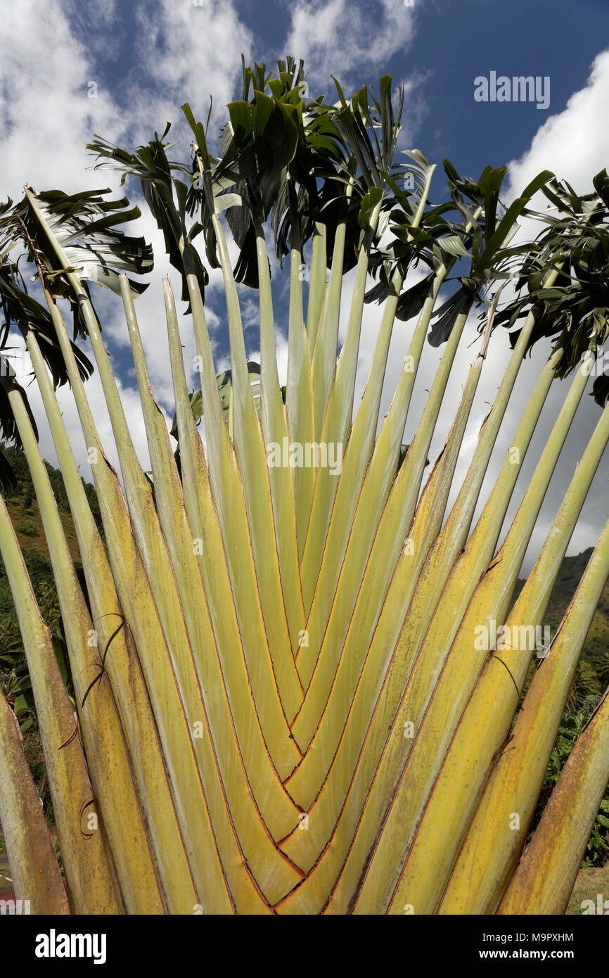 Image Traveller's tree (Ravenala madagascariensis) - 434309 - Images of  Plants and Gardens - botanikfoto