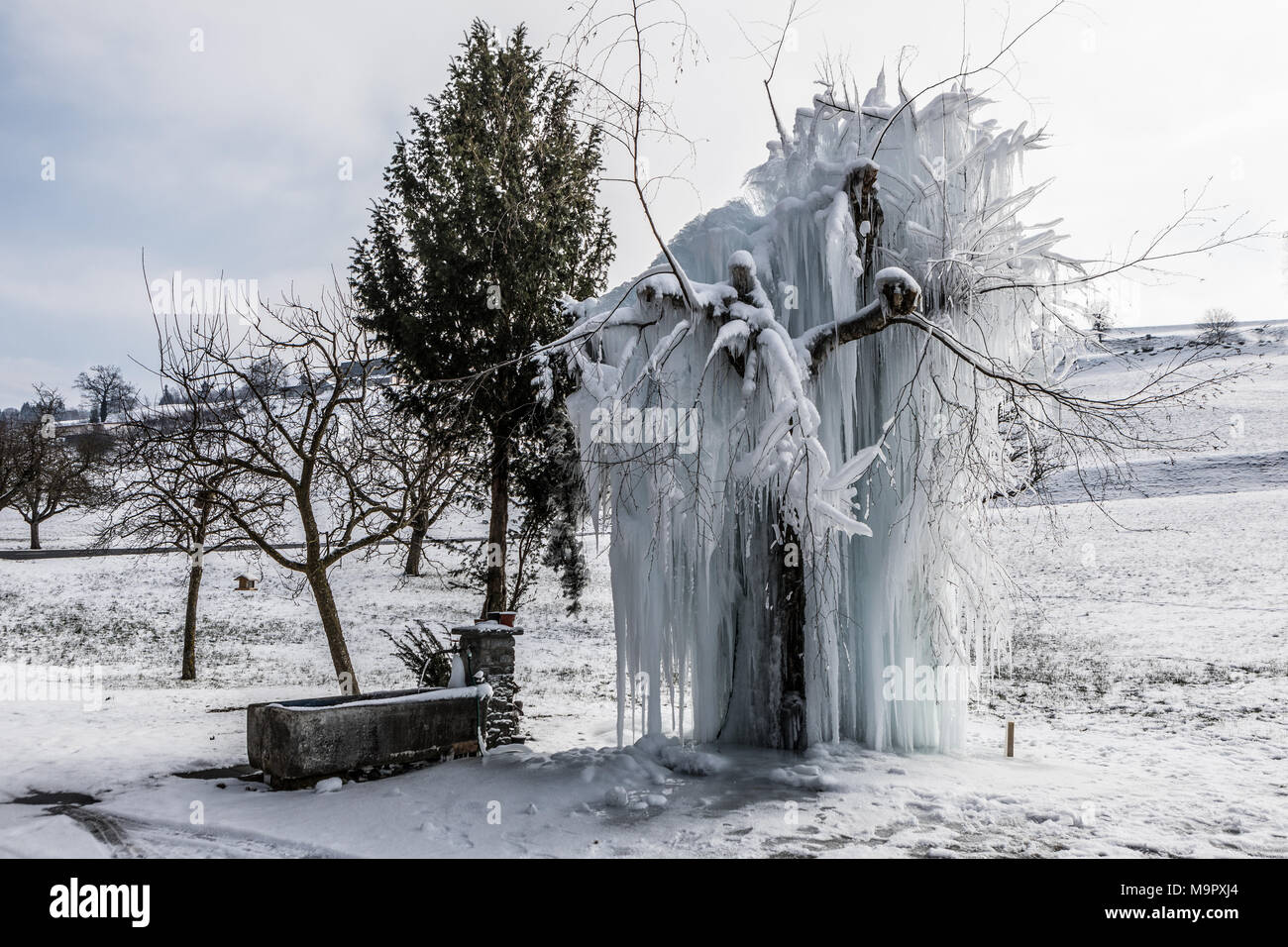 Frozen tree with long icicles, Malters, Lucerne, Switzerland Stock Photo