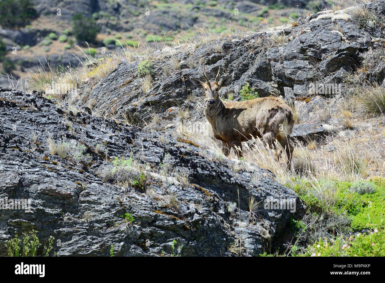 South Andean deer, also (Hippocamelus bisulcus) in rocky environment, Reserva Nacional Lago Cochrane o Tamango, Cochrane Stock Photo