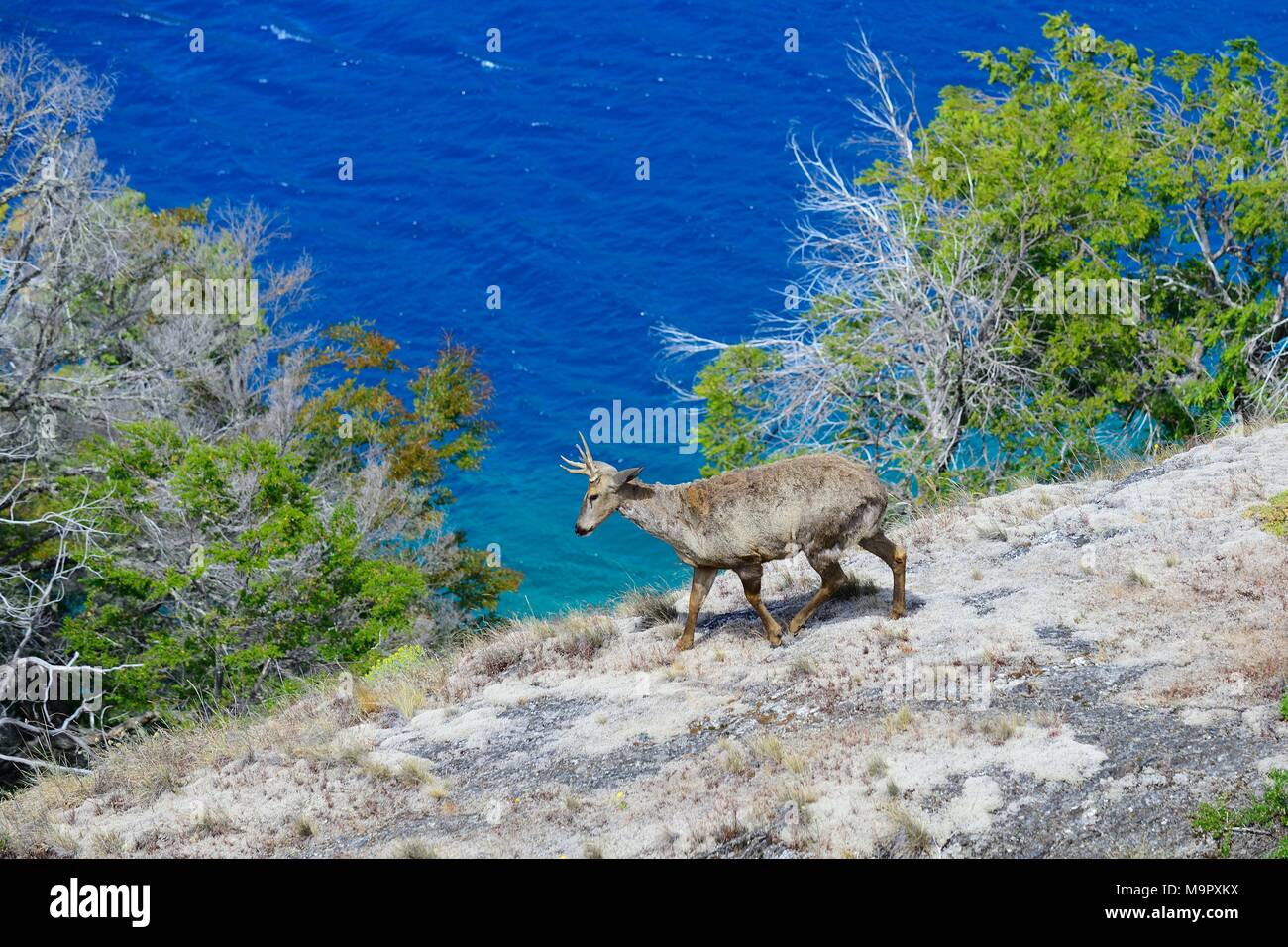 South Andean deer, also known as (Hippocamelus bisulcus), at Lake Cochrane, Reserva Nacional Lago Cochrane o Tamango, Cochrane Stock Photo