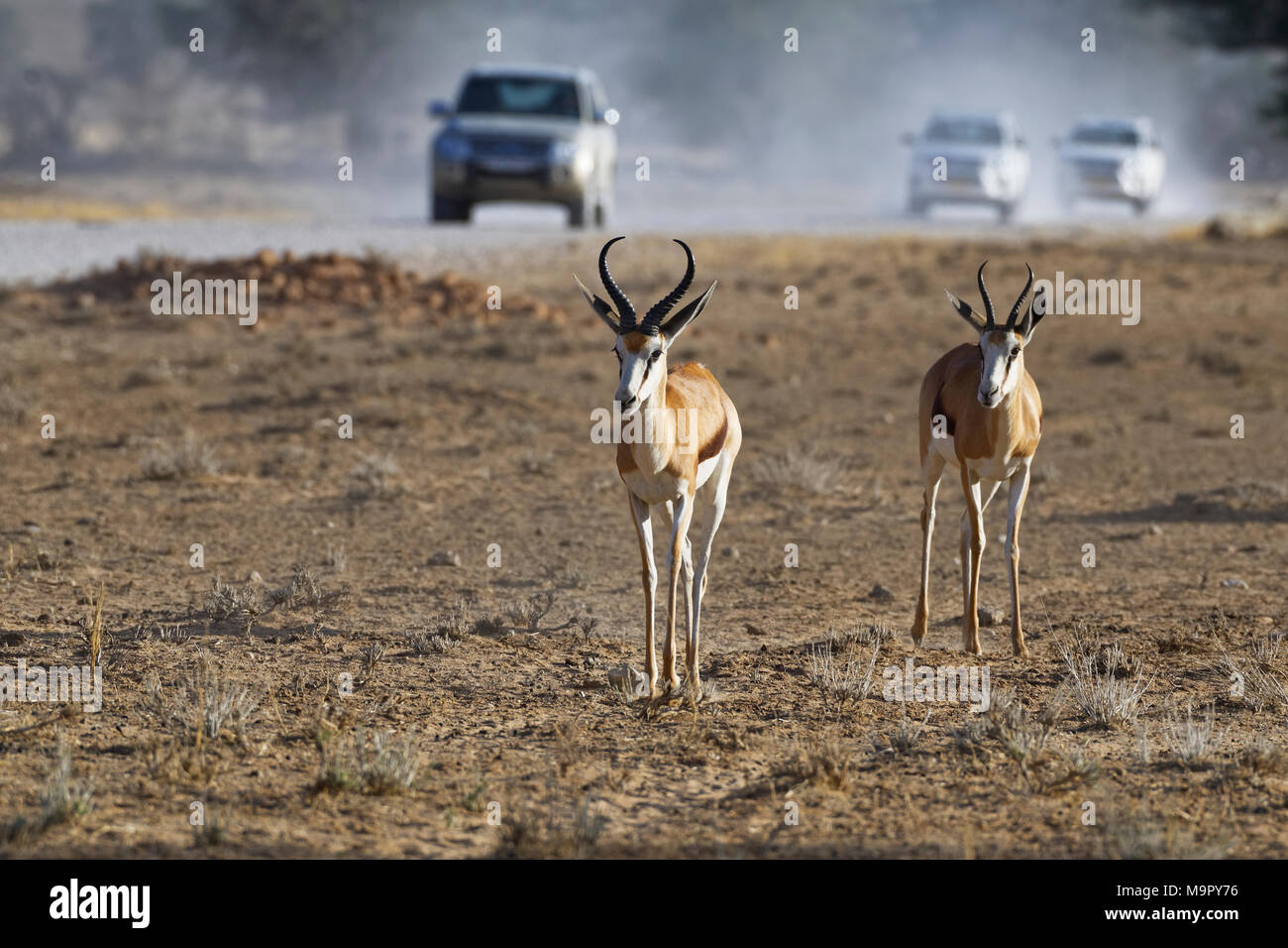 Springboks (Antidorcas marsupialis), male and female, moving on arid ground, vehicles on a dirt road at back Stock Photo