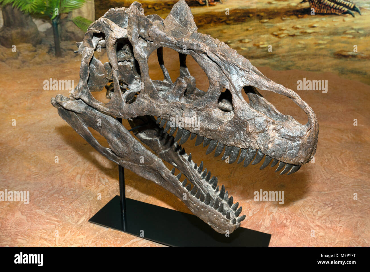 Skeleton, skull of Tyrannosaurus rex, Sirindhorn Dinosaur Museum, Non Buri,  Sahatsakhan district, Kalasin province, Isan Stock Photo - Alamy